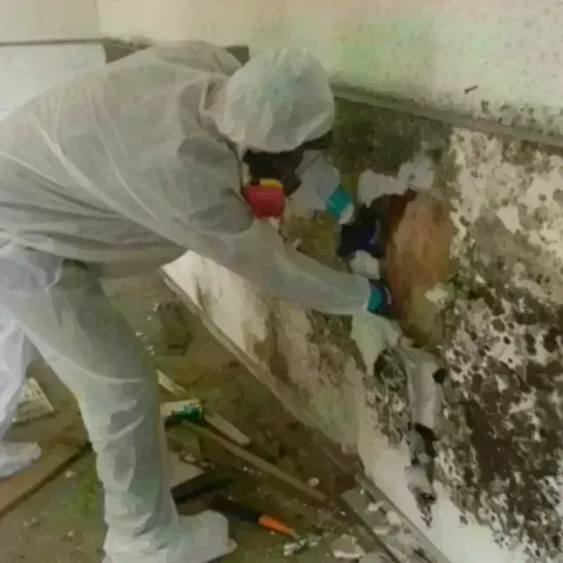 Mold Remediation and Removal in McCurtain County, OK